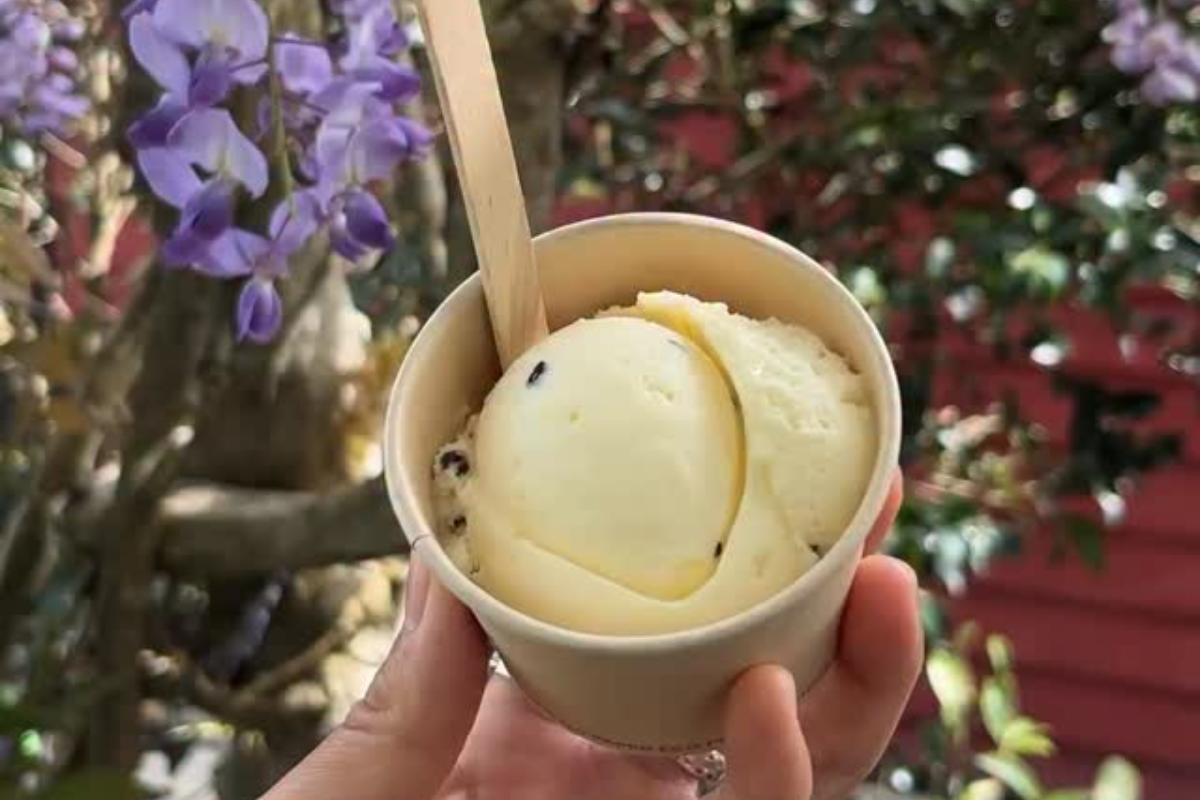 Charlies Gelato Charlies Gelato