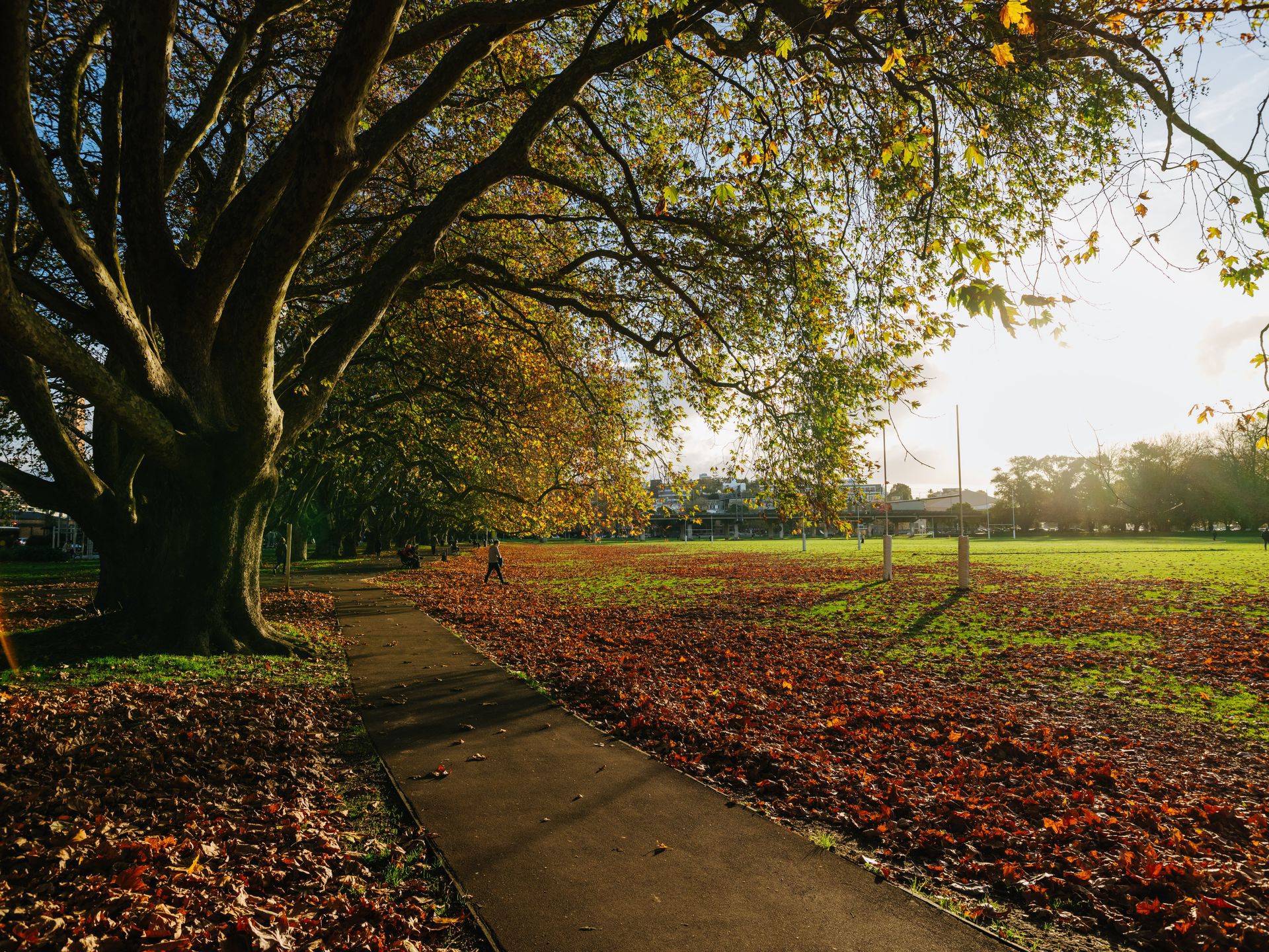 A cosy Autumn  in Auckland