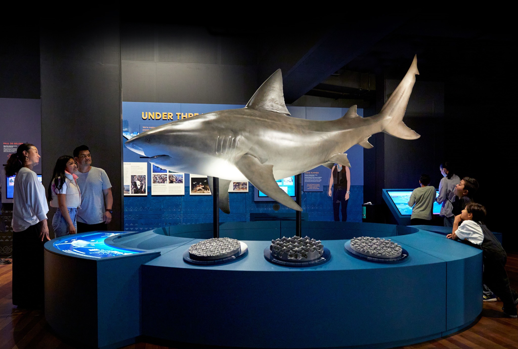 Sharks Exhibition