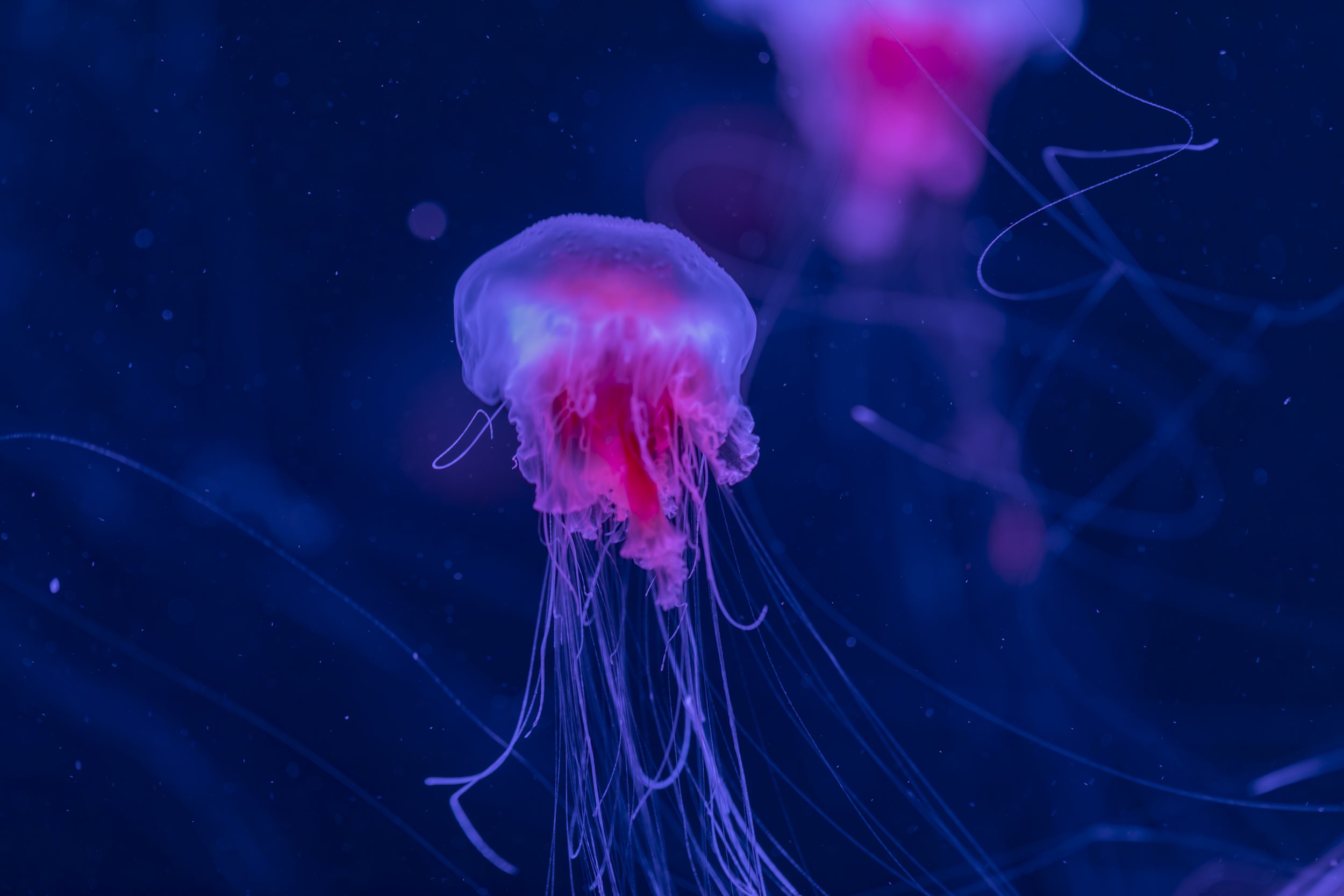 Jellyfish | SEA LIFE   Kelly Tarlton's  Aquarium 