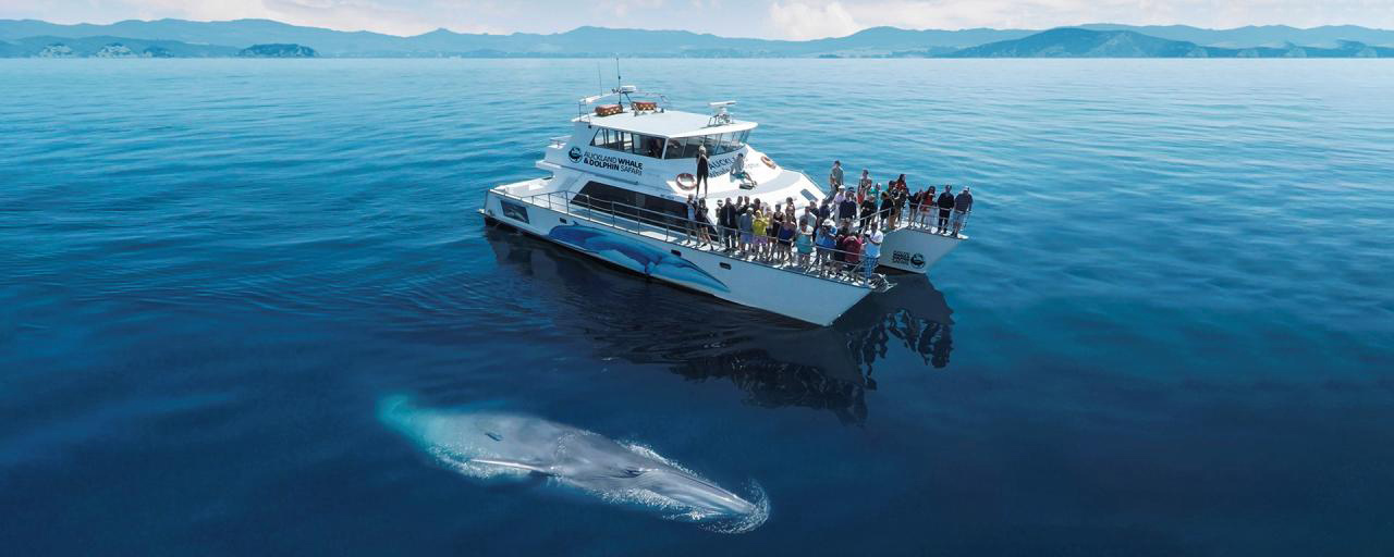 Auckland Whale & Dolphin Safari