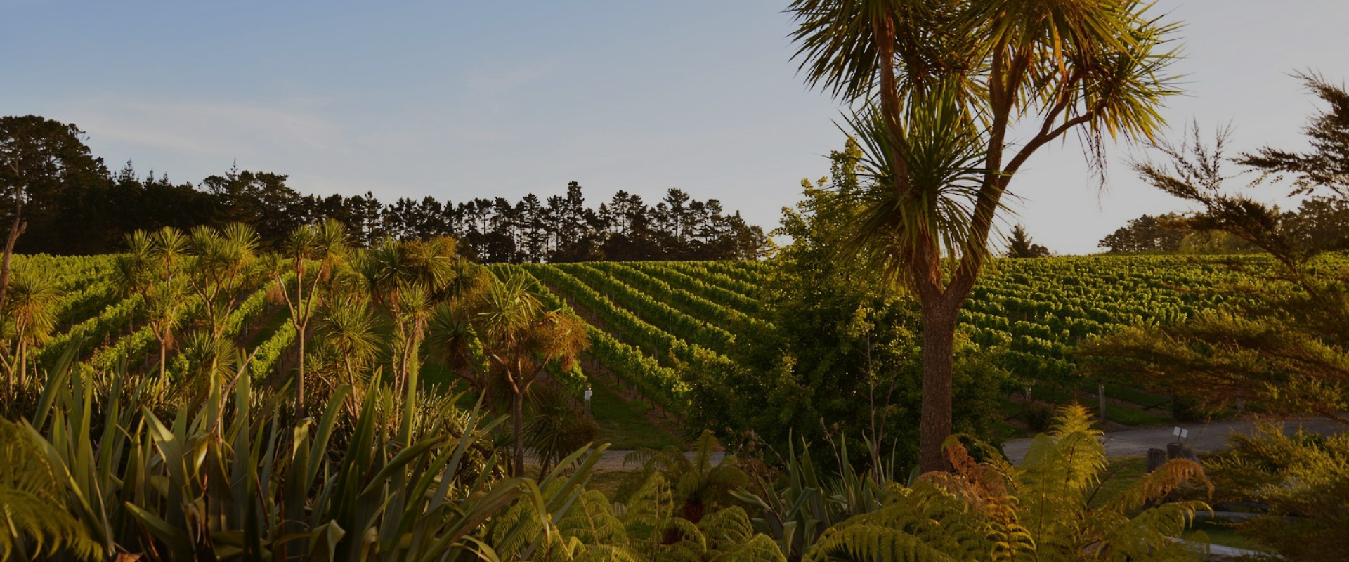 Coopers Creek Vineyard