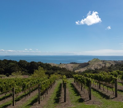 Man O' War Vineyards