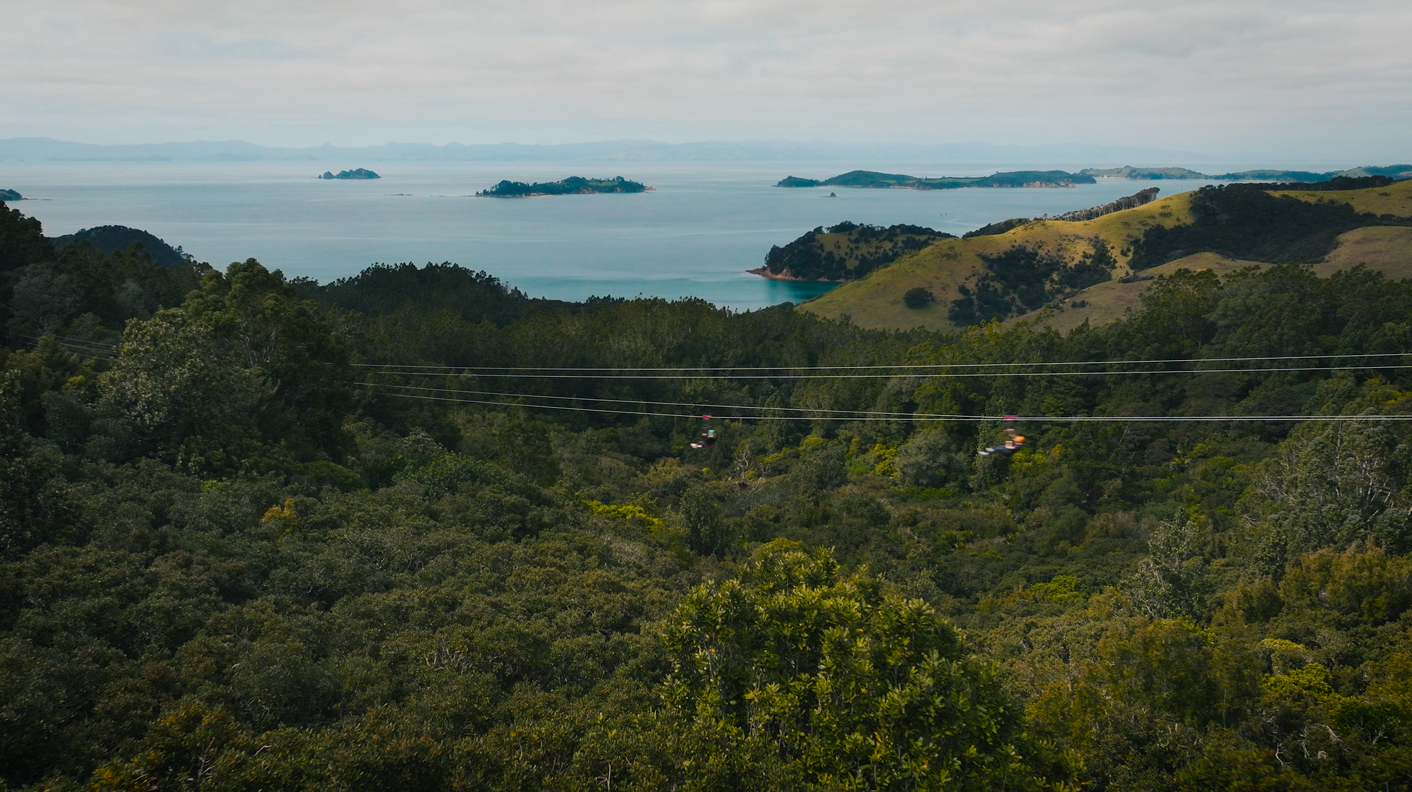 Man O' War Forest Flight