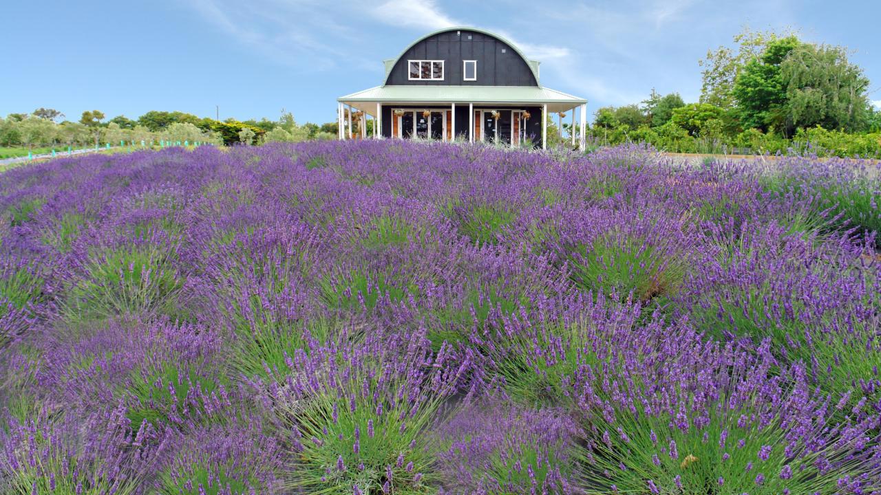 Lavender Hill   Accommodation and Distillery