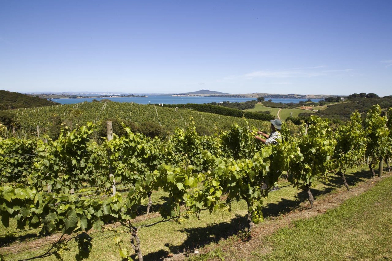 Waiheke Custom Wine Tours