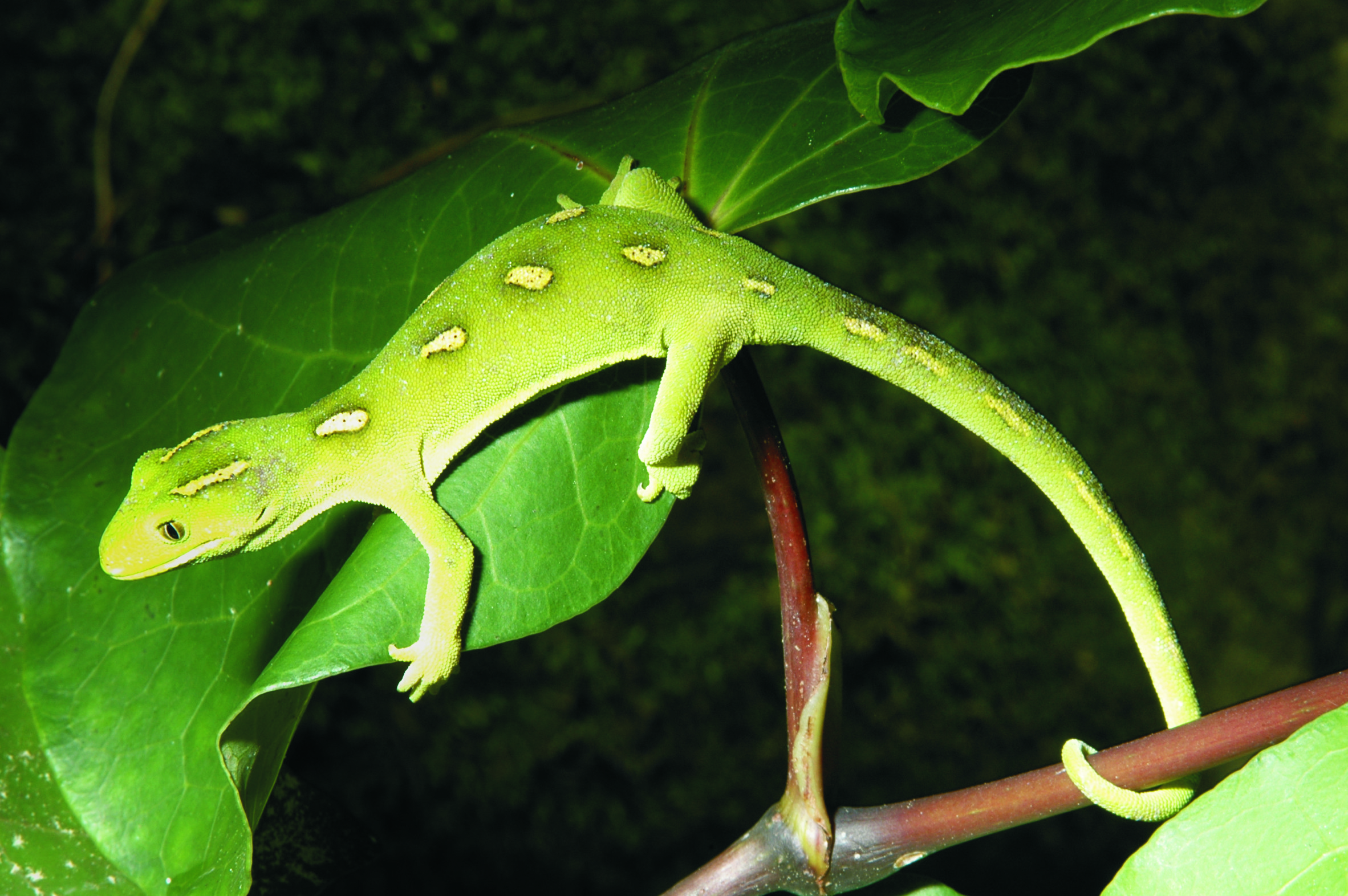 Ti Point    Reptile Park